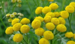 百科问题全答案大全免费，探索知识的无限可能