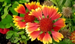 动物类百科全书，探索自然界的奇迹