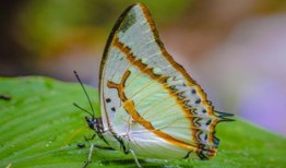 探索知识海洋，百科问答软件推荐