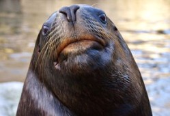 与花共舞，那些描绘花朵之美的绝美句子