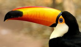 熊猫的冷门知识，揭秘这些可爱生物的神秘面纱