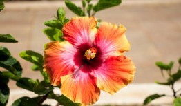 熊猫的冷门知识，揭秘这些黑白萌物的神秘面纱