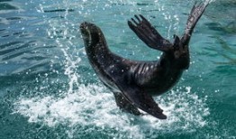 Panda Cat:Unveiling the Coolest Cold Facts