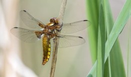 揭秘熊猫，一般人不知道的十大冷知识