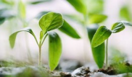 山楂与绞股蓝的神奇搭配，三天降压的自然疗法