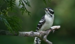 探索传统文化书籍的排版艺术