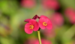 双眼皮手术的安全性及其潜在风险