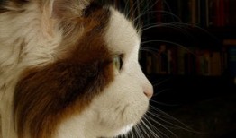 小学生百科常识100题题库，开启知识探索之旅