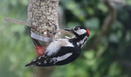 央视主页，中国媒体的心脏，全球视野的窗口