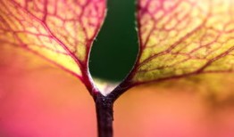 动物类百科全书读后感，探索生命的奥秘，感悟自然的伟大