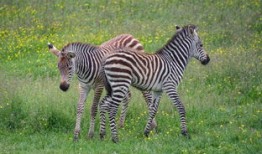 央视网首页，中国媒体的门户与桥梁