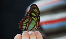 中国文化百题视频，探索千年文明的瑰宝