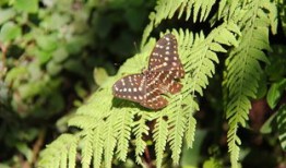 央视主页，中国媒体的心脏，全球视野的窗口