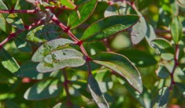 探索最佳降压降脂茶叶，健康生活从一杯茶开始