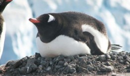 花的寓意，自然界中的文化符号