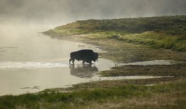 探索国宝的奥秘，熊猫知识科普