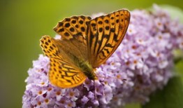 花与花搭配的花语，解读花艺中的诗意与情感