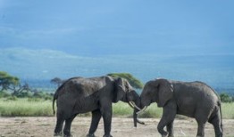 探秘熊猫，国宝的生态与保护