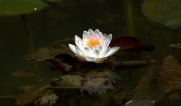 近代历史常识100题，探索历史的深度与广度