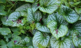 牡丹菊的完美搭配，花卉组合的艺术