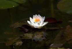 中国文化常识汇总，探索中华文明的博大精深