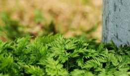 山楂搭配一物，三天内血压显著下降，科学验证的降压秘诀