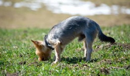 花之语，自然之美的诗意表达