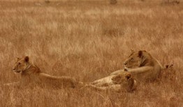 山楂与绞股蓝的神奇搭配，三天降压的自然疗法