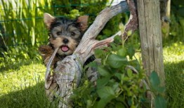 双眼皮手术，影响与考虑