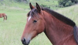 王志安视频背景音乐，艺术与情感的完美融合