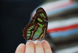 探索中国文化，中国文化常识知识大全APP的无限魅力