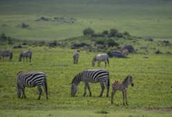 探索茶叶的神奇功效，降血糖与降血压的茶品推荐