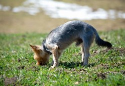 山楂与绞股蓝的神奇搭配，三天降压的自然疗法