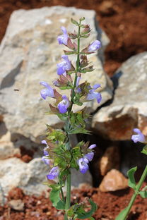 动物类百科全书读后感,探索生命的奥秘,感悟自然的伟大 动物类百科全书读后感,探索生命的奥秘,感悟自然的伟大