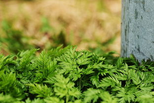 山楂搭配一物，三天内血压显著下降，科学验证的降压秘诀