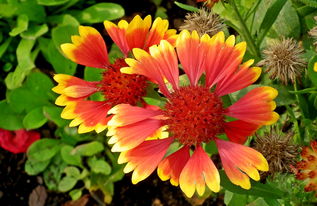 百科常识读后感，知识的海洋，智慧的灯塔