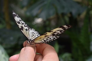 原神,探索提瓦特大陆的奥秘—详尽地图资料解析 原神,探索提瓦特大陆的奥秘—详尽地图资料解析