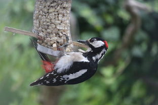 高中生百科知识大全及答案，探索知识的海洋