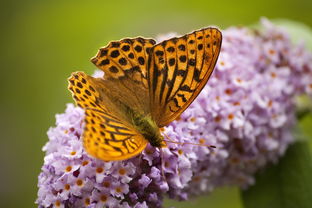 蝴蝶的英文拼写及其文化意义