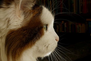 小学生百科常识100题题库,开启知识探索之旅 小学生百科常识100题题库,开启知识探索之旅