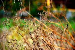 探秘熊猫王国，了解这些可爱动物的奥秘